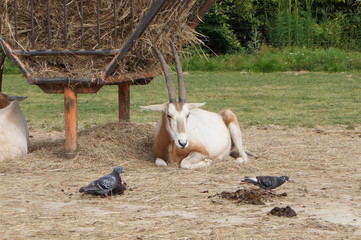 oryx