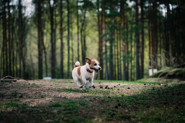 Dog Jack Russell Terrier walks on nature