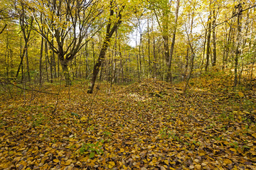 the autumn wood 