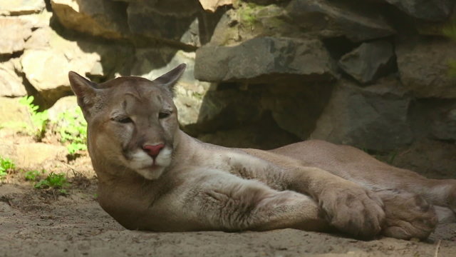 American mountain lion