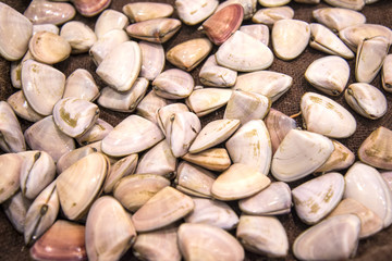 Pipis