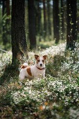 Naklejka na ściany i meble Dog Jack Russell Terrier walks on nature