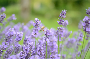 Biene im Lavendelfeld