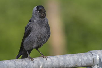 Dohle (Corvus moledula)