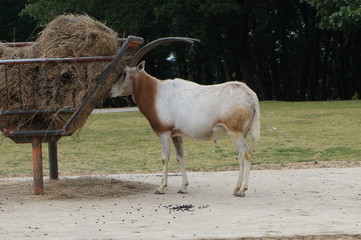 oryx