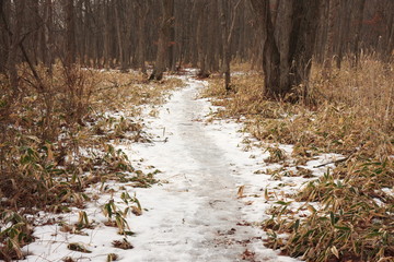 冬の遊歩道