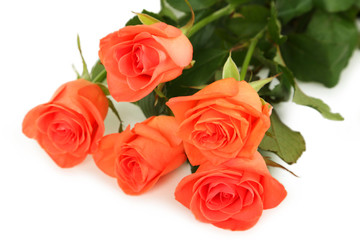 Beautiful rose on white background