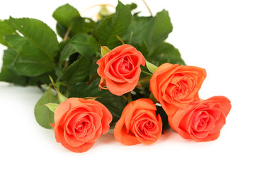 Beautiful rose on white background