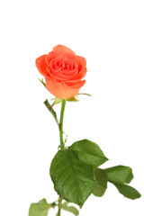 Beautiful rose on white background