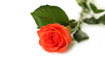 Beautiful rose on white background