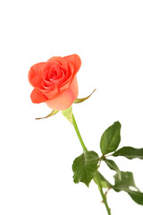 Beautiful rose on white background