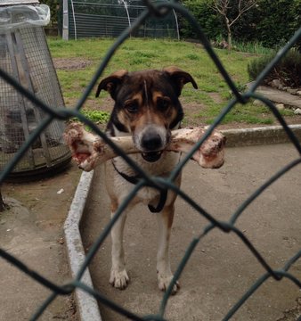 cane con grande osso di mucca in bocca