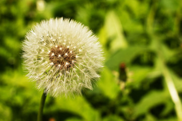view of dandelion on grass