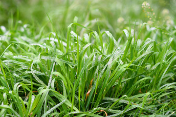Green spring season grass after rain