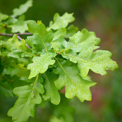 Young green oak tree leaves after rain
