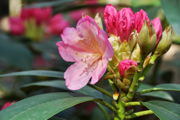 Obraz na płótnie Canvas pink rhododendron flowers