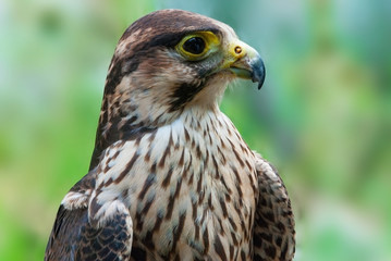 Peregrine falcon immature close-up