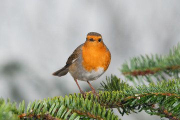European robin on a fir branch