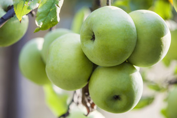 Closeup of green apples on branch