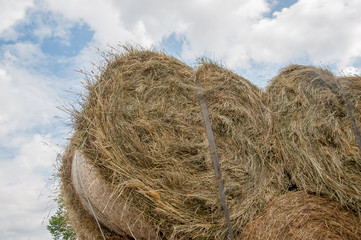 fieno
