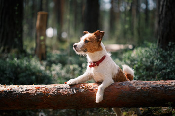 Dog Jack Russell Terrier walks on nature - obrazy, fototapety, plakaty