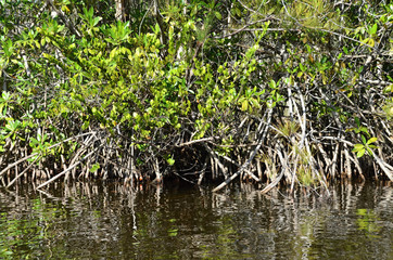 Fototapeta na wymiar Mangrove rising from the water