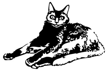 Black cat silhouette