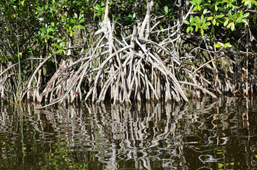 Mangrove rising from the water