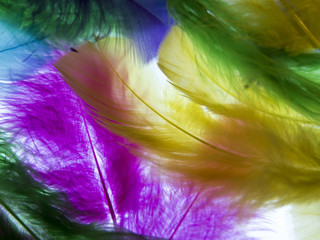 Fototapeta premium Delicate feathers on a white background. Semi-transparent backgr