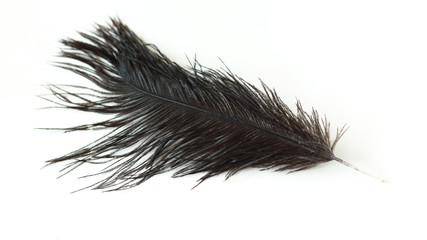 ostrich feather
