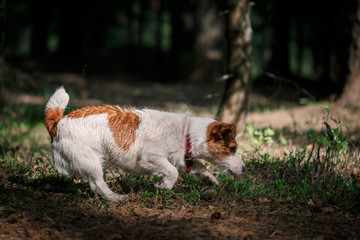Dog Jack Russell Terrier walks on nature