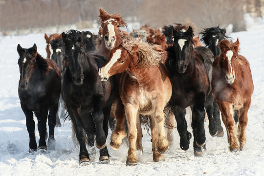 馬の集団