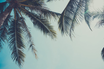 Fototapeta na wymiar Vintage stylized palm tree over sky background
