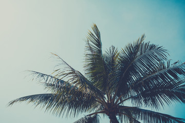 Fototapeta na wymiar Retro stylized palm tree over sky background