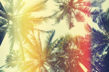 Obraz premium Different palm trees, view from ground, vintage stylized with film light leaks
