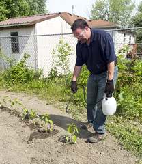 Spraying Pepper Plants With A Organic Spray