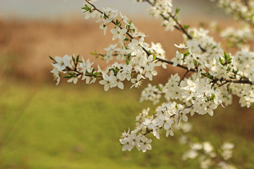 blooming cherry tree branch