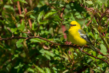 Blue-winged Warbler