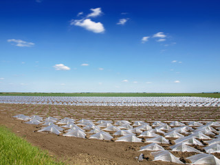 Watermelon beds covered with plastic foil ready for planting