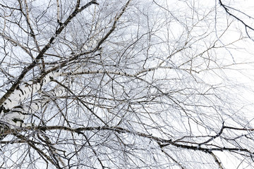 winter trees  