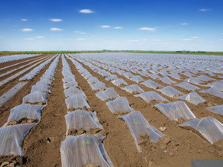 Watermelon beds covered with plastic foil ready for planting