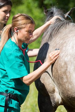 Veterinary on a farm