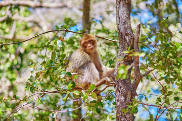 Barbary Apes in the Cedar Forest near Azrou