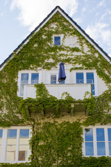 Einfamilienhaus bewachsen mit Efeu