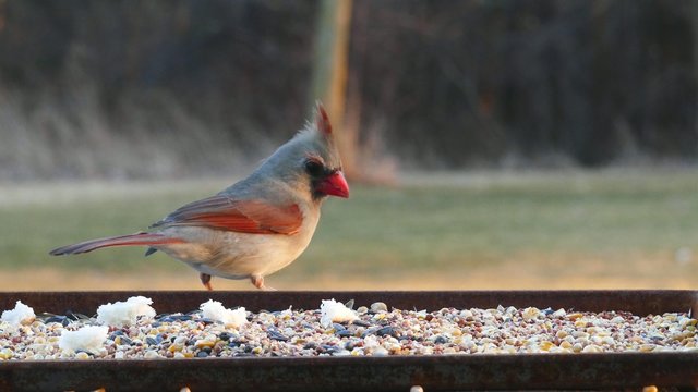 Bright Red Female and Male Cardinal Birds Eating Bird Seed
