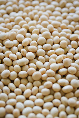 soybean