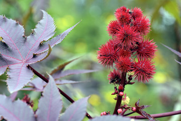 Mamona-vermelha com frutos