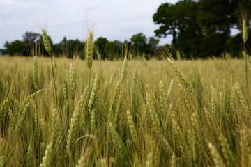Green wheat field 