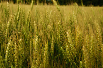Green wheat field 