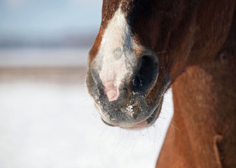 Nose of large  chestnut horse by CU in winter